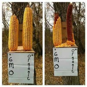 squirrels won't eat GM corn
