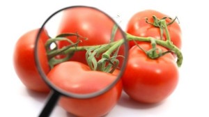 tomatoes under magnifying glass